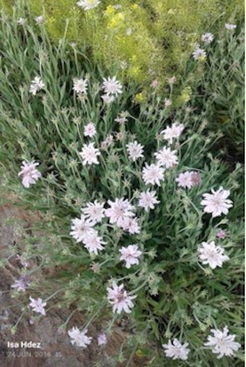 Flores