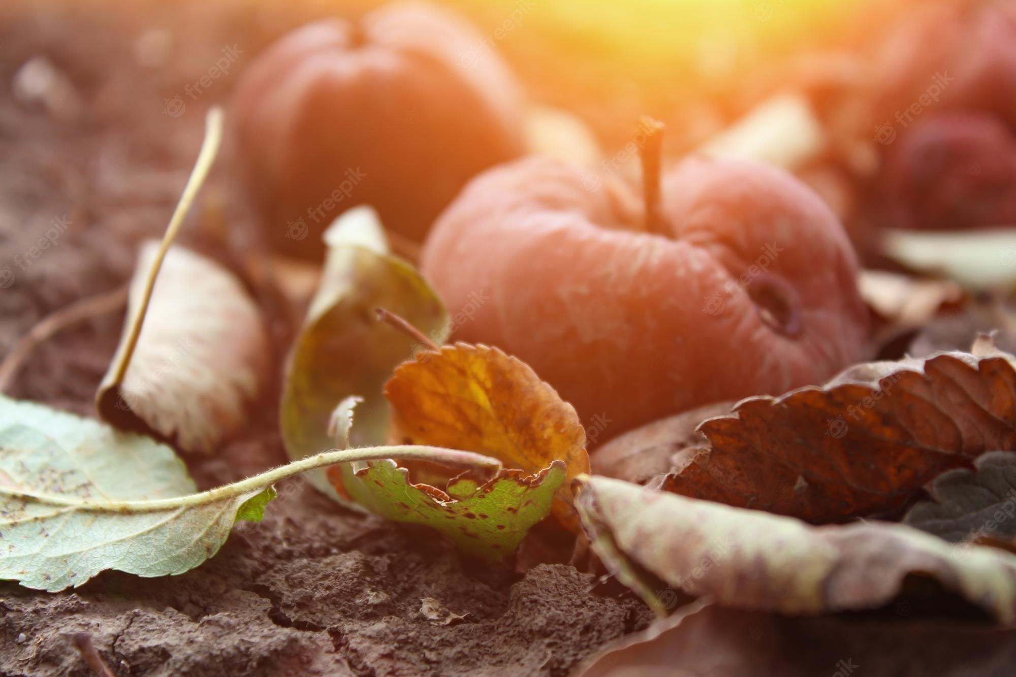 Frutos