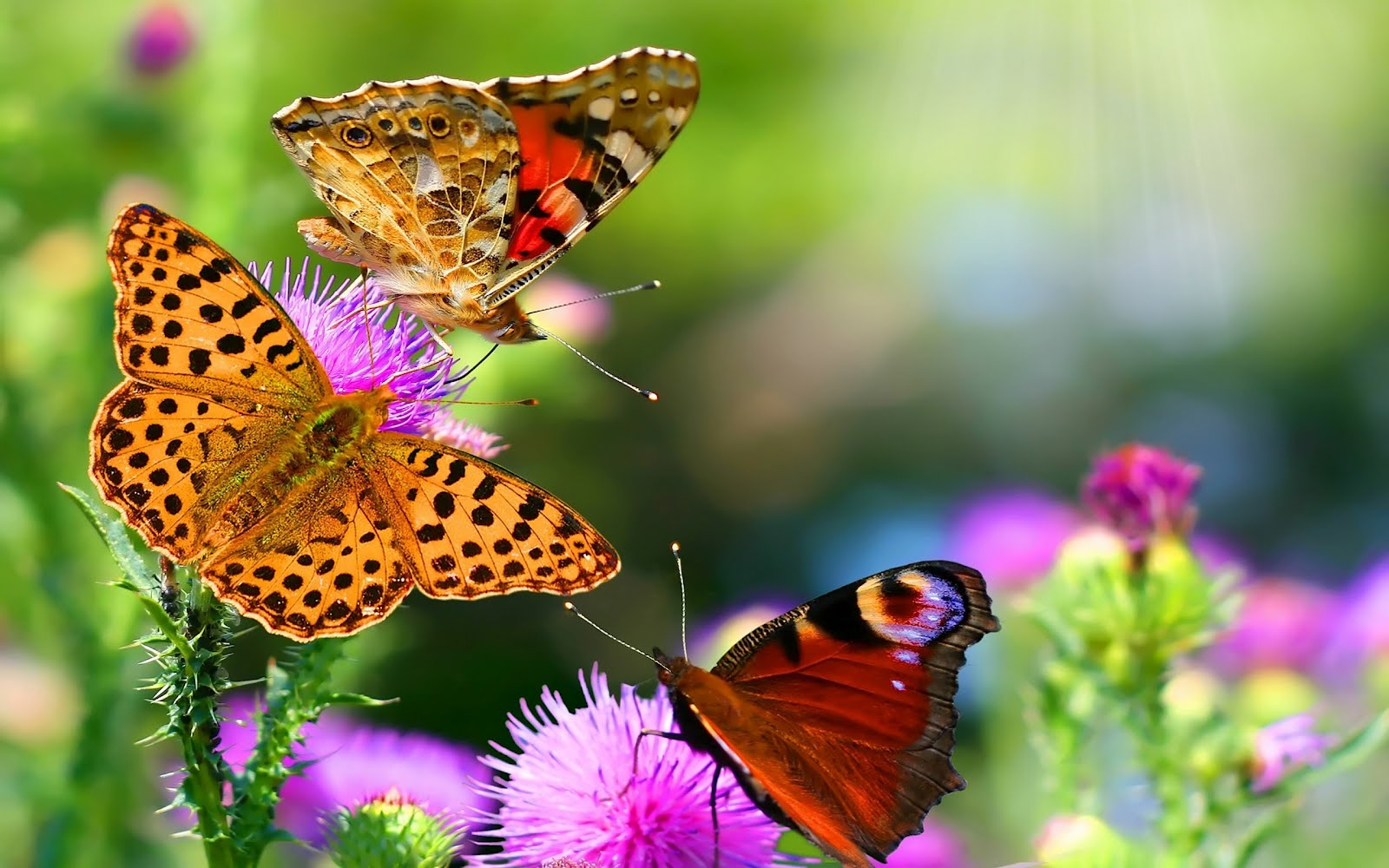 mariposas
